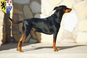 Mehr über den Artikel erfahren Deutscher Pinscher Züchter und Welpen in Hauts-de-France