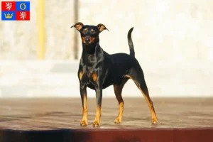 Mehr über den Artikel erfahren Deutscher Pinscher Züchter und Welpen in Hradec Králové