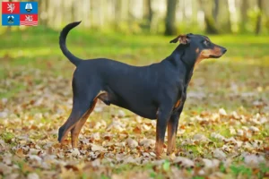 Mehr über den Artikel erfahren Deutscher Pinscher Züchter und Welpen in Karlsbad