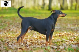 Mehr über den Artikel erfahren Deutscher Pinscher Züchter und Welpen auf Korsika