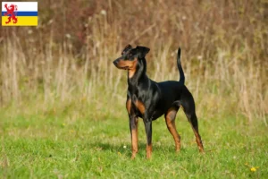 Mehr über den Artikel erfahren Deutscher Pinscher Züchter und Welpen in Limburg