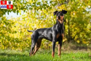 Mehr über den Artikel erfahren Deutscher Pinscher Züchter und Welpen in Mittelböhmen