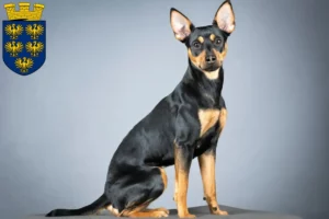 Mehr über den Artikel erfahren Deutscher Pinscher Züchter und Welpen in Niederösterreich