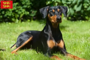 Mehr über den Artikel erfahren Deutscher Pinscher Züchter und Welpen in der Normandie