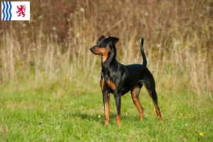 Mehr über den Artikel erfahren Deutscher Pinscher Züchter und Welpen in Nouvelle-Aquitaine