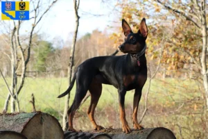 Mehr über den Artikel erfahren Deutscher Pinscher Züchter und Welpen in Olmütz