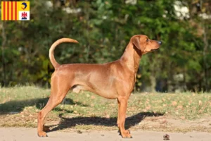 Mehr über den Artikel erfahren Deutscher Pinscher Züchter und Welpen in der Provence-Alpes-Côte d’Azur