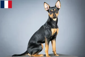 Mehr über den Artikel erfahren Deutscher Pinscher Züchter und Welpen auf Réunion