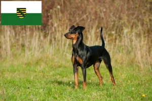 Mehr über den Artikel erfahren Deutscher Pinscher Züchter und Welpen in Sachsen