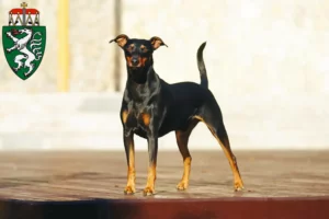 Mehr über den Artikel erfahren Deutscher Pinscher Züchter und Welpen in der Steiermark