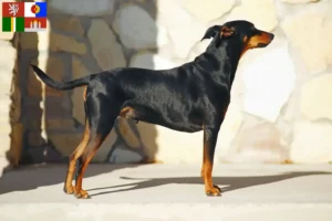 Mehr über den Artikel erfahren Deutscher Pinscher Züchter und Welpen in Südböhmen