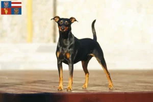 Mehr über den Artikel erfahren Deutscher Pinscher Züchter und Welpen in Südmähren