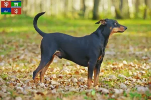 Mehr über den Artikel erfahren Deutscher Pinscher Züchter und Welpen in Ústí