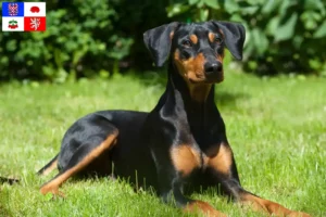 Mehr über den Artikel erfahren Deutscher Pinscher Züchter und Welpen in Vysočina