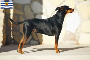 Mehr über den Artikel erfahren Deutscher Pinscher Züchter und Welpen in Zeeland