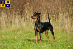 Mehr über den Artikel erfahren Deutscher Pinscher Züchter und Welpen in Zlín