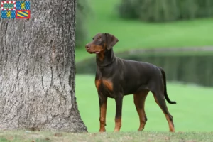 Mehr über den Artikel erfahren Dobermann Züchter und Welpen in Bourgogne-Franche-Comté