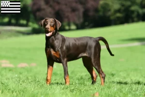 Mehr über den Artikel erfahren Dobermann Züchter und Welpen in der Bretagne