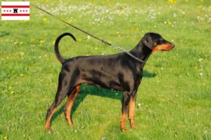 Mehr über den Artikel erfahren Dobermann Züchter und Welpen in Drenthe