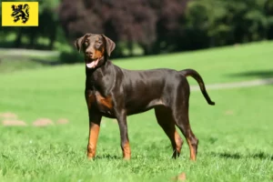 Mehr über den Artikel erfahren Dobermann Züchter und Welpen in Flandern