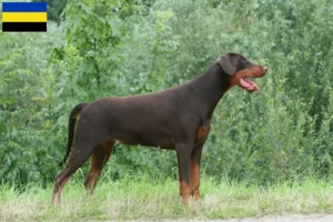 Mehr über den Artikel erfahren Dobermann Züchter und Welpen in Gelderland