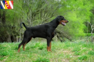 Mehr über den Artikel erfahren Dobermann Züchter und Welpen in Grand Est