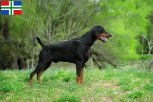 Mehr über den Artikel erfahren Dobermann Züchter und Welpen in Groningen