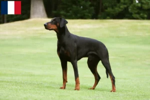 Mehr über den Artikel erfahren Dobermann Züchter und Welpen in Guadeloupe