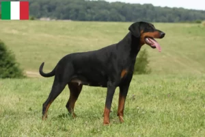 Mehr über den Artikel erfahren Dobermann Züchter und Welpen in Italien