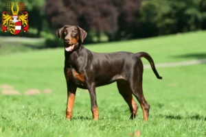 Mehr über den Artikel erfahren Dobermann Züchter und Welpen in Kärnten