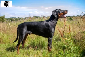 Mehr über den Artikel erfahren Dobermann Züchter und Welpen auf Korsika