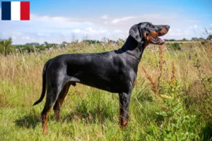 Mehr über den Artikel erfahren Dobermann Züchter und Welpen in Martinique