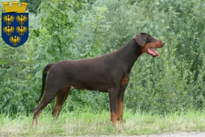 Mehr über den Artikel erfahren Dobermann Züchter und Welpen in Niederösterreich