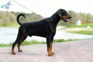 Mehr über den Artikel erfahren Dobermann Züchter und Welpen in Nordjylland