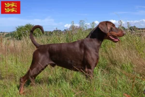 Mehr über den Artikel erfahren Dobermann Züchter und Welpen in der Normandie