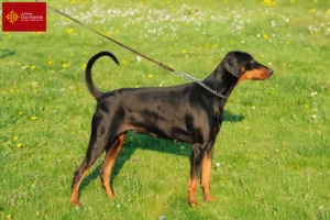 Mehr über den Artikel erfahren Dobermann Züchter und Welpen in Okzitanien