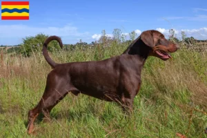 Mehr über den Artikel erfahren Dobermann Züchter und Welpen in Overijssel