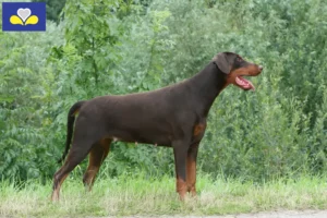 Mehr über den Artikel erfahren Dobermann Züchter und Welpen in Region Brüssel-Hauptstadt