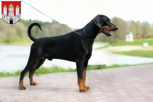 Mehr über den Artikel erfahren Dobermann Züchter und Welpen in Salzburg