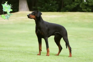 Mehr über den Artikel erfahren Dobermann Züchter und Welpen in Sjælland