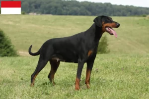 Mehr über den Artikel erfahren Dobermann Züchter und Welpen in Wien