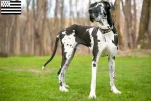 Mehr über den Artikel erfahren Dogge Züchter und Welpen in der Bretagne