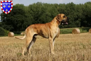 Mehr über den Artikel erfahren Dogge Züchter und Welpen in Centre-Val de Loire