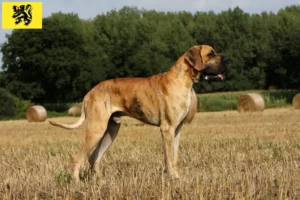 Mehr über den Artikel erfahren Dogge Züchter und Welpen in Flandern