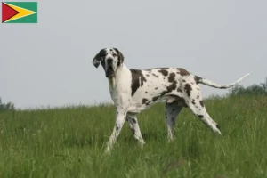 Mehr über den Artikel erfahren Dogge Züchter und Welpen in Guyana