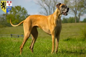 Mehr über den Artikel erfahren Dogge Züchter und Welpen in Hauts-de-France