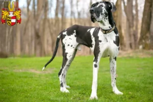 Mehr über den Artikel erfahren Dogge Züchter und Welpen in Kärnten