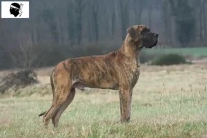 Mehr über den Artikel erfahren Dogge Züchter und Welpen auf Korsika