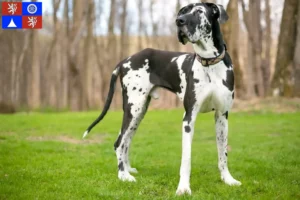 Mehr über den Artikel erfahren Dogge Züchter und Welpen in Liberec