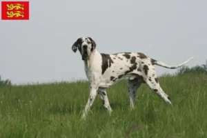 Mehr über den Artikel erfahren Dogge Züchter und Welpen in der Normandie